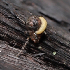 Unidentified Spider (Araneae) at ANBG - 19 Aug 2022 by TimL