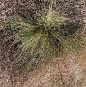 Nassella trichotoma at Watson, ACT - 7 Sep 2022 11:18 AM