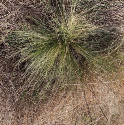 Nassella trichotoma (Serrated Tussock) at Watson, ACT - 7 Sep 2022 by waltraud