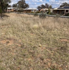 Nassella trichotoma (Serrated Tussock) at The Fair, Watson - 7 Sep 2022 by waltraud