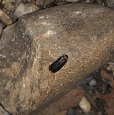Unidentified Other beetle at Bellingen, NSW - 6 Sep 2022 by Topknot
