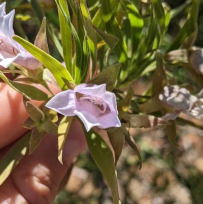 Eremophila freelingii (Limestone Fuchsia, Rock Fuchsia Bush) at Tibooburra, NSW - 30 Aug 2022 by Darcy