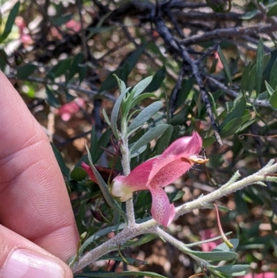 Eremophila maculata (Spotted Emu Bush, Spotted Fuchsia) at Tibooburra, NSW - 30 Aug 2022 by Darcy