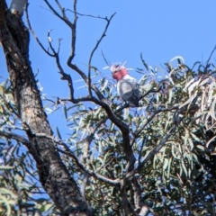 Eolophus roseicapilla (Galah) at Tibooburra, NSW - 30 Aug 2022 by Darcy