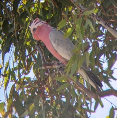 Eolophus roseicapilla (Galah) at Tibooburra, NSW - 30 Aug 2022 by Darcy