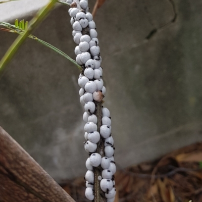 Cryptes baccatus (Wattle Tick Scale) at Paddys River, ACT - 7 Sep 2022 by HappyWanderer