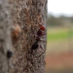 Iridomyrmex purpureus (Meat Ant) at Mount Majura - 8 Sep 2022 by HappyWanderer