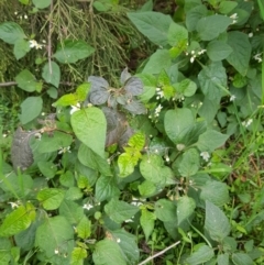 Solanum nigrum (Black Nightshade) at Watson, ACT - 8 Sep 2022 by HappyWanderer