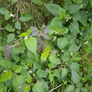 Solanum nigrum at Watson, ACT - 8 Sep 2022 10:17 AM