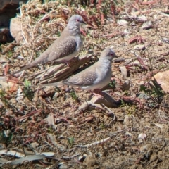 Geopelia cuneata (Diamond Dove) at Tibooburra, NSW - 30 Aug 2022 by Darcy