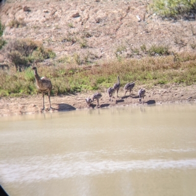 Dromaius novaehollandiae (Emu) at Tibooburra, NSW - 30 Aug 2022 by Darcy