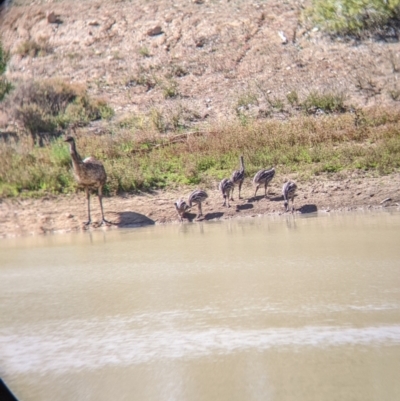 Dromaius novaehollandiae (Emu) at Tibooburra, NSW - 30 Aug 2022 by Darcy