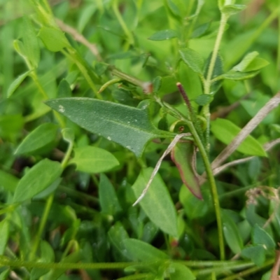 Einadia nutans (Climbing Saltbush) at Watson, ACT - 8 Sep 2022 by HappyWanderer