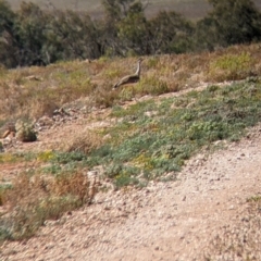 Ardeotis australis (Australian Bustard) at Tibooburra, NSW - 30 Aug 2022 by Darcy