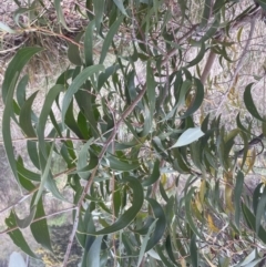 Acacia melanoxylon at Aranda, ACT - 8 Sep 2022