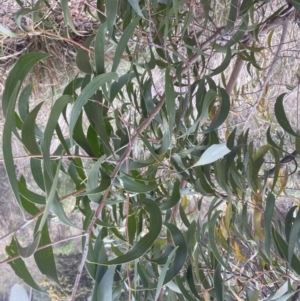 Acacia melanoxylon at Aranda, ACT - 8 Sep 2022 04:01 PM