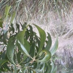 Acacia melanoxylon at Aranda, ACT - 8 Sep 2022