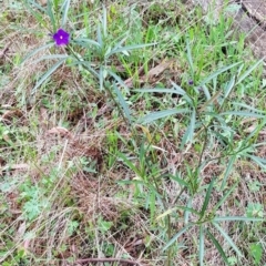 Solanum linearifolium (Kangaroo Apple) at Hackett, ACT - 8 Sep 2022 by HappyWanderer