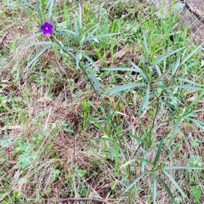 Solanum linearifolium (Kangaroo Apple) at Hackett, ACT - 8 Sep 2022 by HappyWanderer