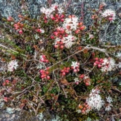 Leionema lamprophyllum subsp. obovatum (Shiny Phebalium) at Tennent, ACT - 7 Sep 2022 by Philip