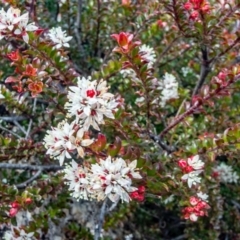 Leionema lamprophyllum subsp. obovatum at Tennent, ACT - suppressed