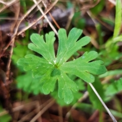 Geranium (genus) (Geranium) at Hackett, ACT - 8 Sep 2022 by HappyWanderer