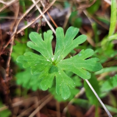 Geranium (genus) (Geranium) at Hackett, ACT - 8 Sep 2022 by HappyWanderer