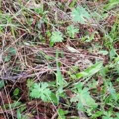 Geranium sp. at Hackett, ACT - 8 Sep 2022