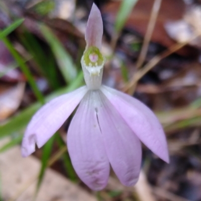 Caladenia catenata (White Fingers) at Stroud, NSW - 3 Sep 2022 by MaartjeSevenster