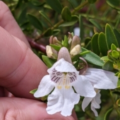 Prostanthera striatiflora (Jockey's Cap, Striped Mint Bush) at Silverton, NSW - 1 Sep 2022 by Darcy