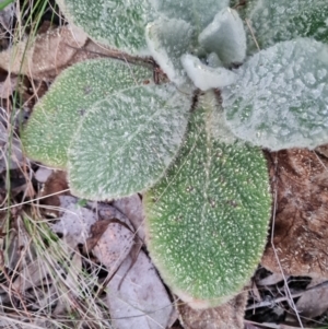 Verbascum thapsus subsp. thapsus at Isaacs, ACT - 8 Sep 2022 04:28 PM