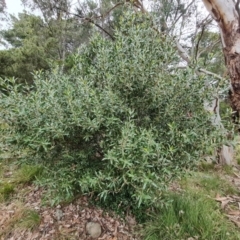 Olea europaea subsp. cuspidata (African Olive) at Isaacs Ridge - 8 Sep 2022 by Mike