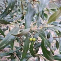 Olea europaea subsp. cuspidata at Isaacs, ACT - 8 Sep 2022 04:03 PM