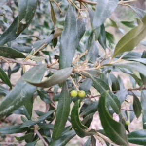 Olea europaea subsp. cuspidata at Isaacs, ACT - 8 Sep 2022 04:03 PM