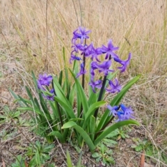 Hyacinthus multiflora (Hyacinth) at Isaacs, ACT - 8 Sep 2022 by Mike