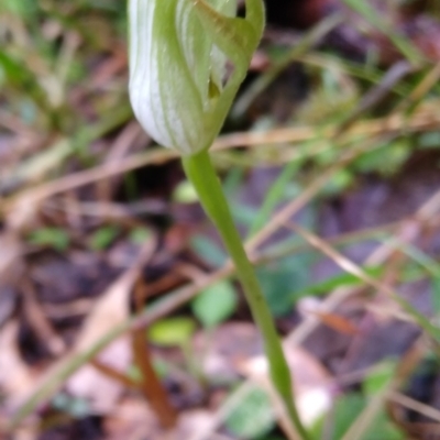 Pterostylis curta (Blunt Greenhood) at Stroud, NSW - 3 Sep 2022 by MaartjeSevenster