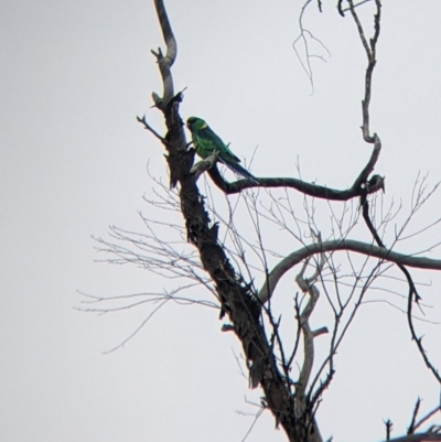 Barnardius zonarius (Australian Ringneck) at Silverton, NSW - 1 Sep 2022 by Darcy