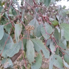 Eucalyptus polyanthemos at Isaacs Ridge - 8 Sep 2022