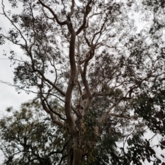 Eucalyptus polyanthemos at Isaacs Ridge - 8 Sep 2022