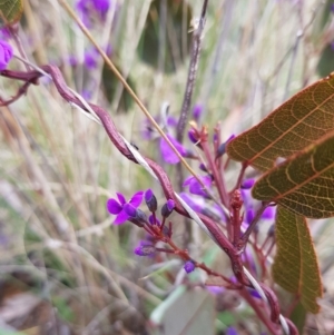 Hardenbergia violacea at Hackett, ACT - 8 Sep 2022