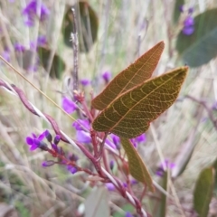 Hardenbergia violacea at Hackett, ACT - 8 Sep 2022 10:42 AM