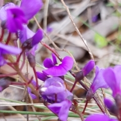 Hardenbergia violacea at Hackett, ACT - 8 Sep 2022