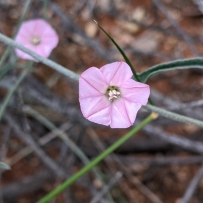 Convolvulus erubescens (Pink Bindweed) at Broken Hill, NSW - 1 Sep 2022 by Darcy