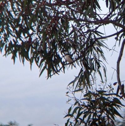 Todiramphus pyrrhopygius (Red-backed Kingfisher) at Broken Hill, NSW - 1 Sep 2022 by Darcy