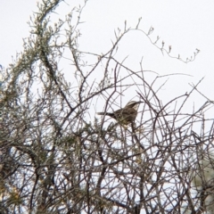 Pomatostomus superciliosus (White-browed Babbler) at Broken Hill, NSW - 1 Sep 2022 by Darcy