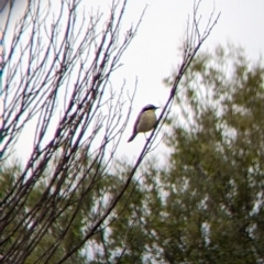 Gavicalis virescens (Singing Honeyeater) at Broken Hill, NSW - 1 Sep 2022 by Darcy