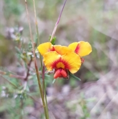 Dillwynia sericea (Egg And Bacon Peas) at Watson, ACT - 8 Sep 2022 by HappyWanderer