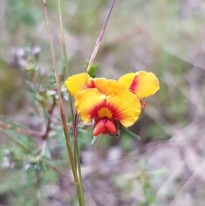 Dillwynia sericea at Watson, ACT - 8 Sep 2022 11:03 AM