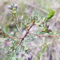 Dillwynia sericea at Watson, ACT - 8 Sep 2022 11:03 AM