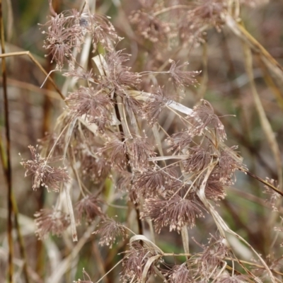 Cyperus eragrostis (Umbrella Sedge) at Mount Majura - 8 Sep 2022 by HappyWanderer